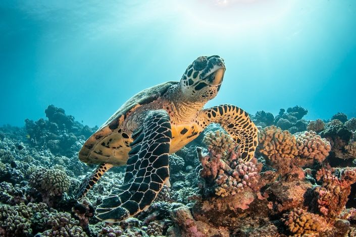 tahiti-tourisme-5.jpg