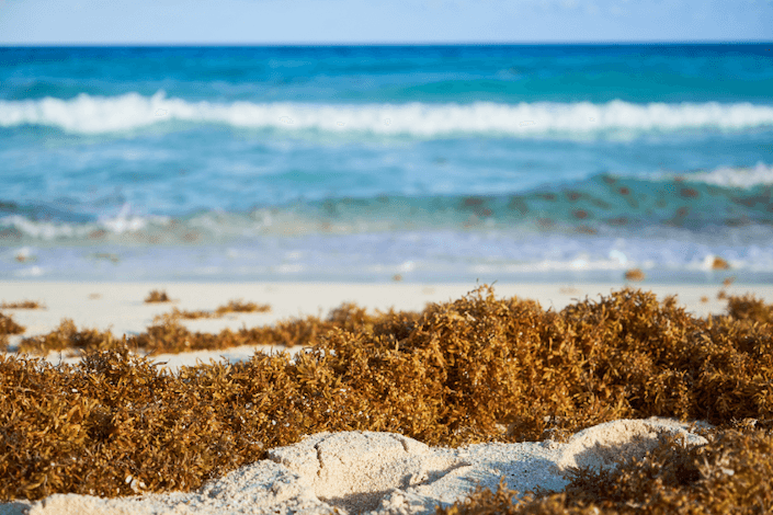 Travel advisors say context is key as Mexico launches US$115 million sargassum plan