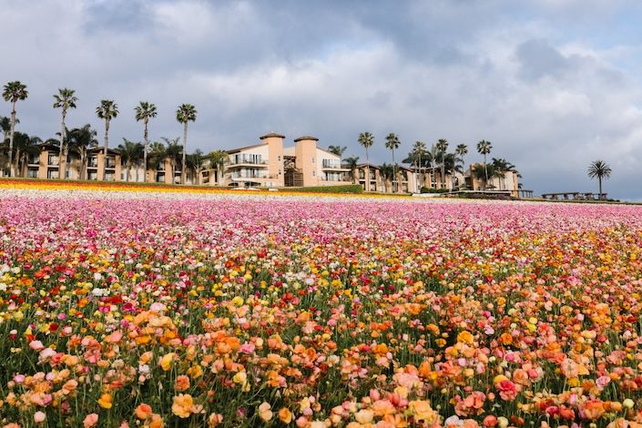 Visit Carlsbad unveils the 'Carlsbad Blooms Into Spring' campaign