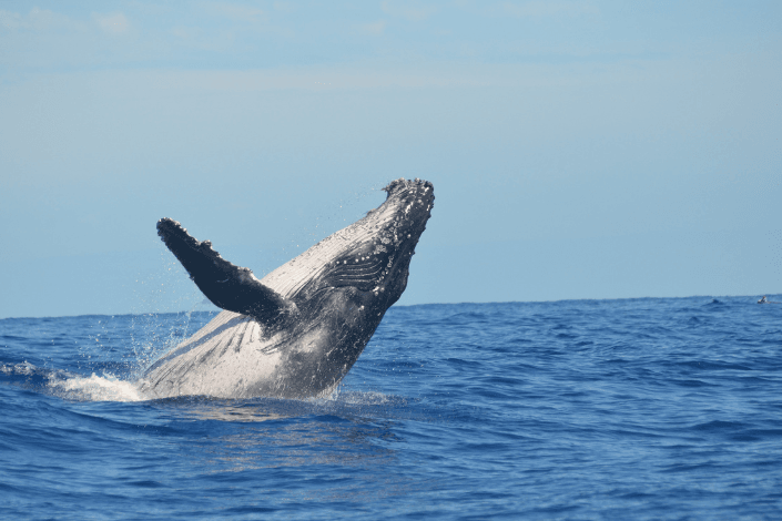 Volvió la temporada de avistamiento ballenas jorobadas en el Pacífico colombiano