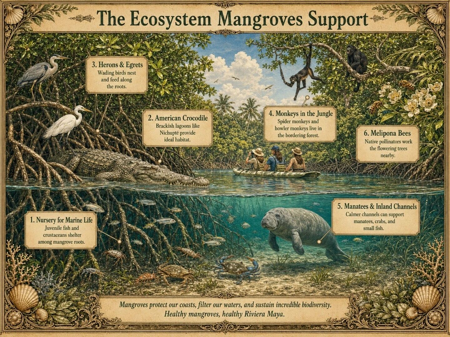 why-mangroves-important-mexico-riviera-maya-sandos-3.jpeg