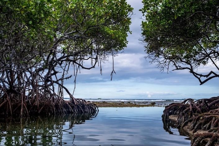 Why mangroves are important for Mexico’s Riviera Maya