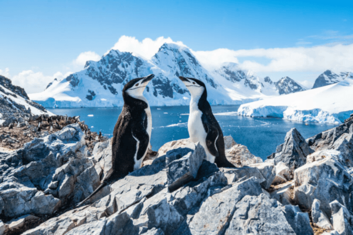 Win an Antarctic expedition with ACTA’s new referral program